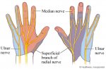 sensory nerve innervation of hand.jpg