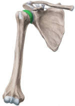 Head of Humerus