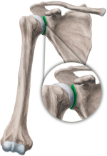 Glenoid Fossa